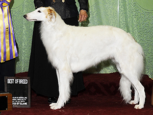 Borzoi Club of America 2010 Best of Breed - Ch. Reflections I'm The Lucky One